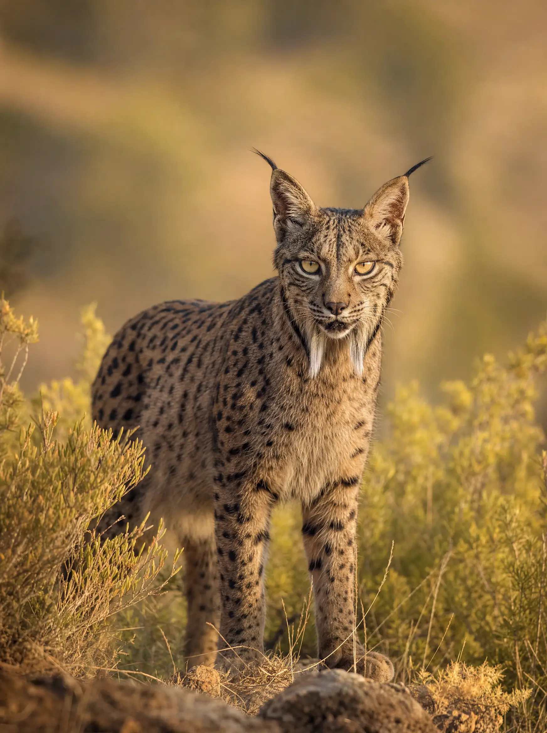 Lince ibérico entre matorral dorado al atardecer