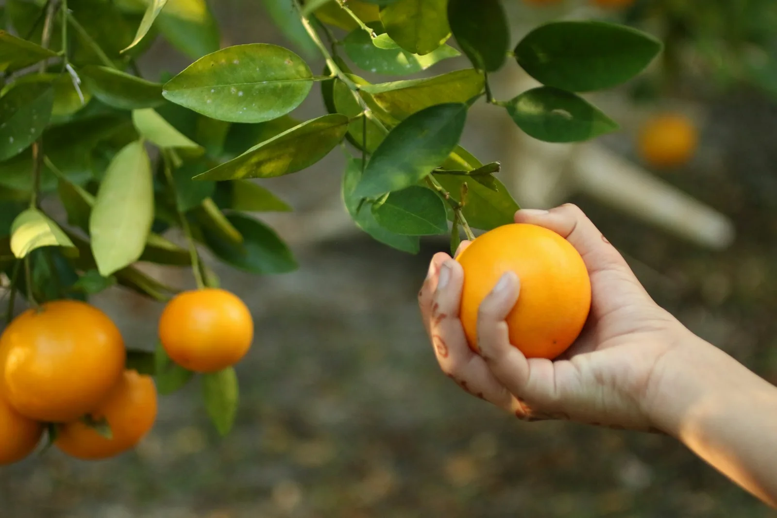 Una mano recoge una naranja madura directamente del árbol