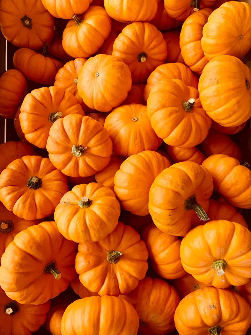 Calabazas de temporada recogidas juntas