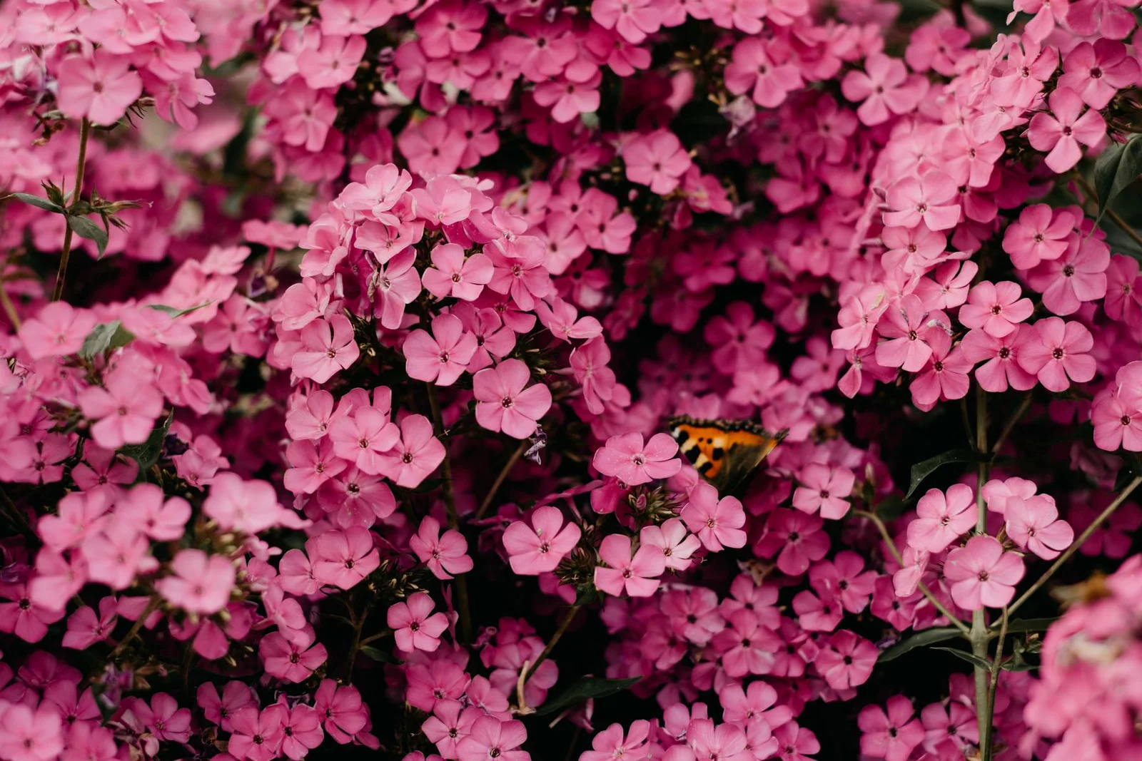 Flores rosas y una mariposa entre la vegetación